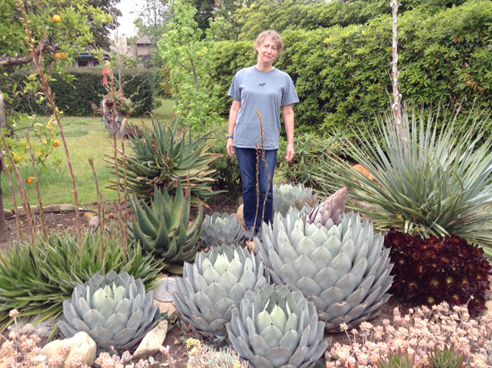 Parry's agave 